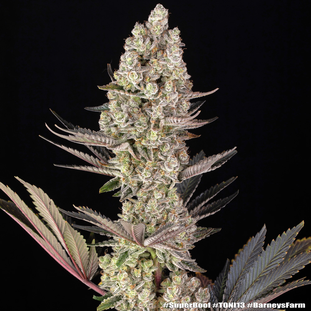 Super Boof Feminised Barney's Farm