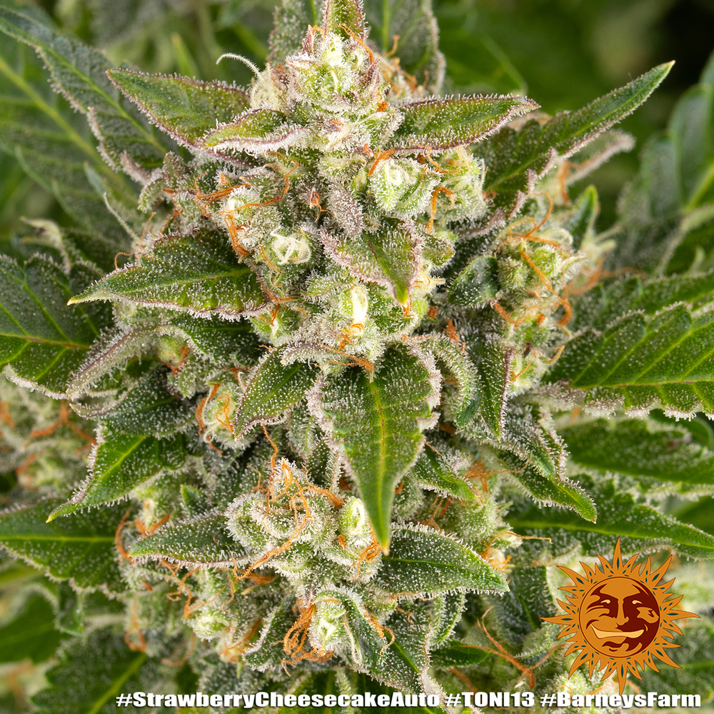 Strawberry Cheesecake Auto Autoflower Barney's Farm