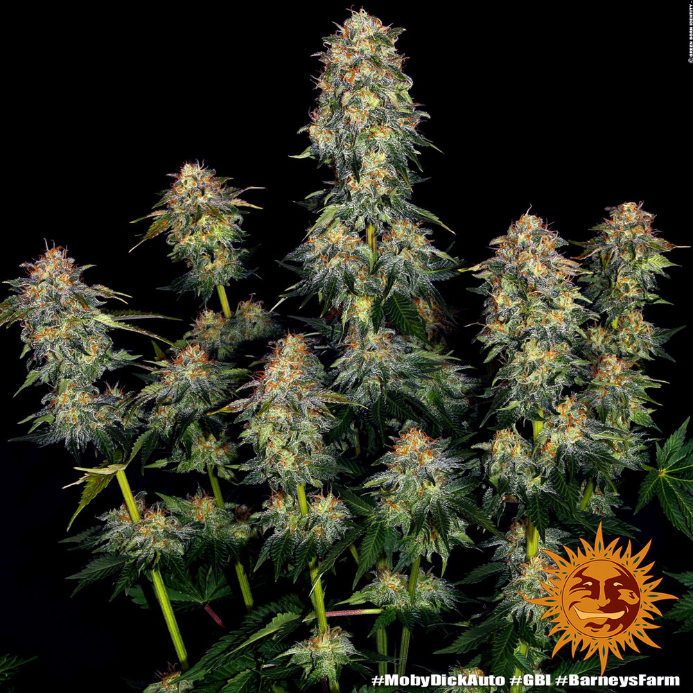 Moby Dick Auto Autoflower Barney's Farm