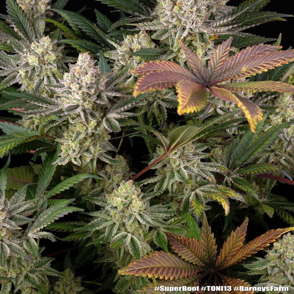 Super Boof Feminised Barney's Farm