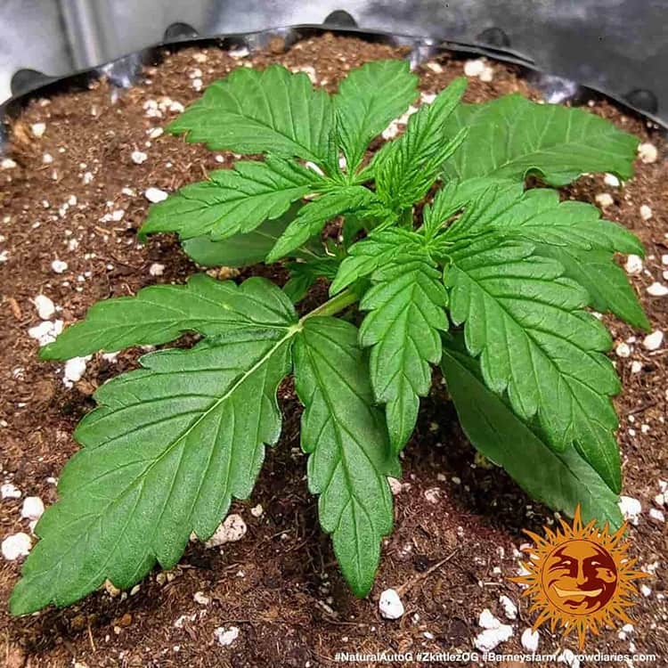Original Z OG Auto Autoflower Barney's Farm