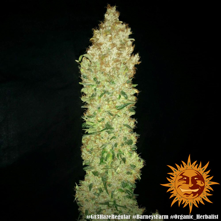G13 Haze Regular Barney's Farm