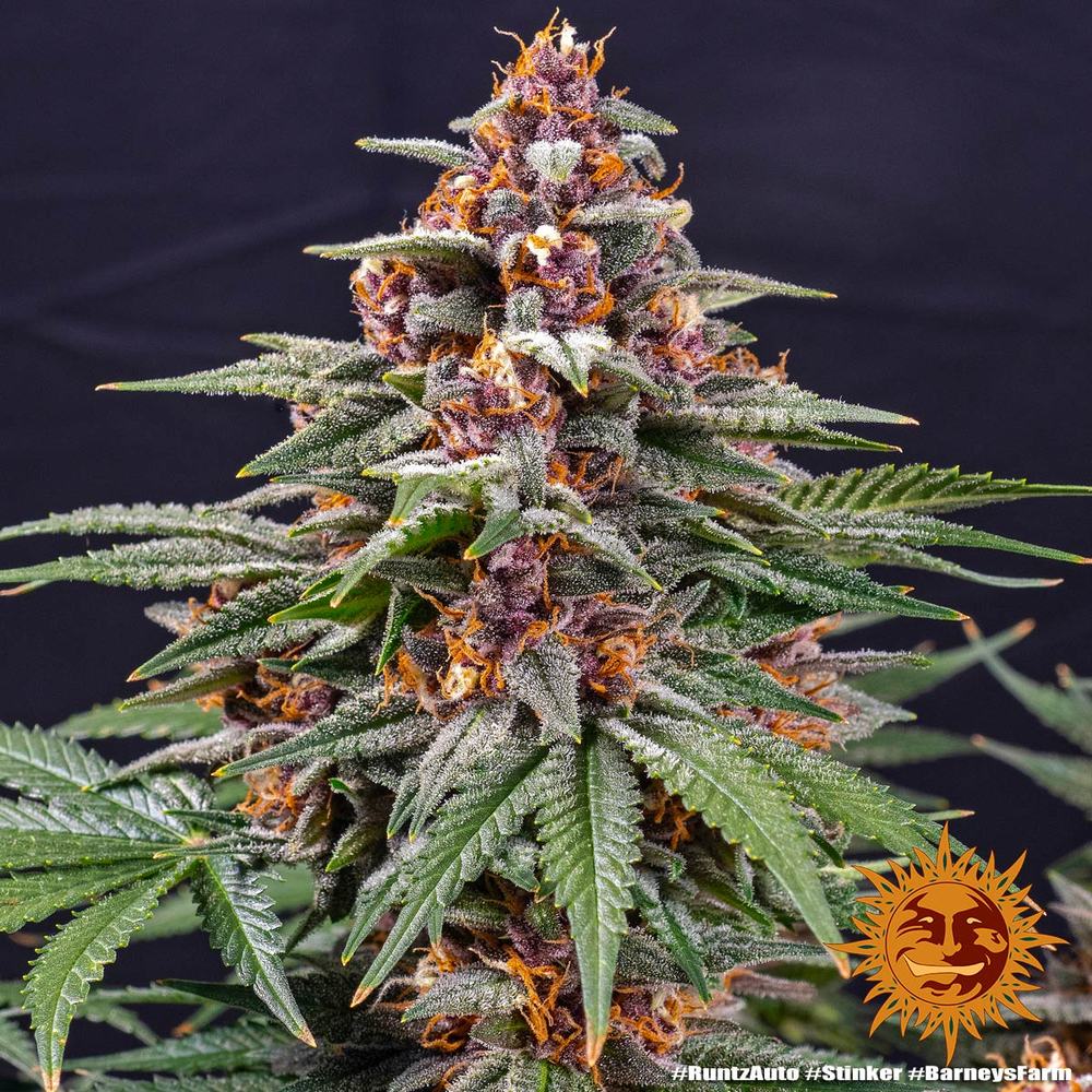 Runtz Auto Autoflower Barney's Farm