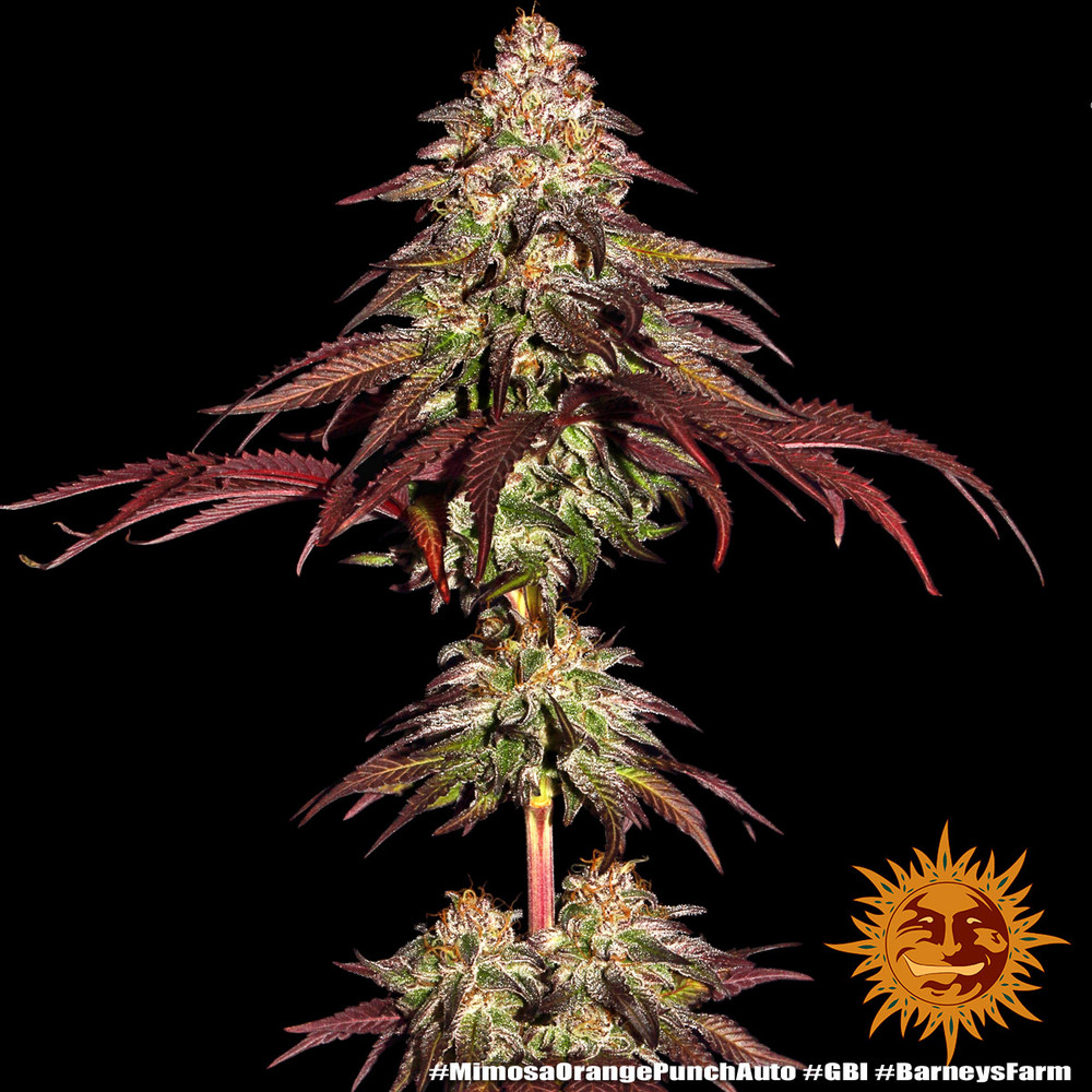 Mimosa x Orange Punch Auto Autoflower Barney's Farm