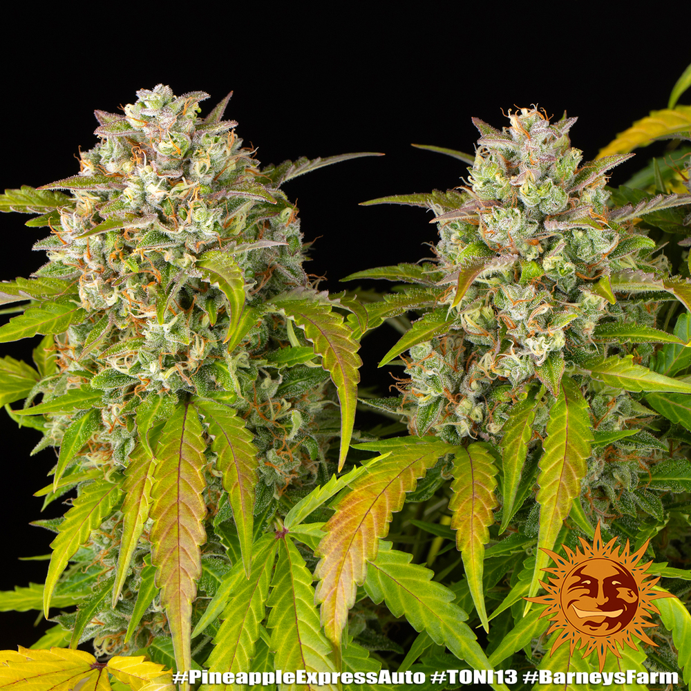 Pineapple Express Auto Autoflower Barney's Farm