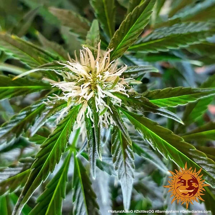 Original Z OG Auto Autoflower Barney's Farm