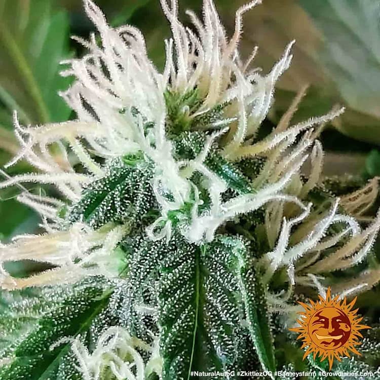 Original Z OG Auto Autoflower Barney's Farm