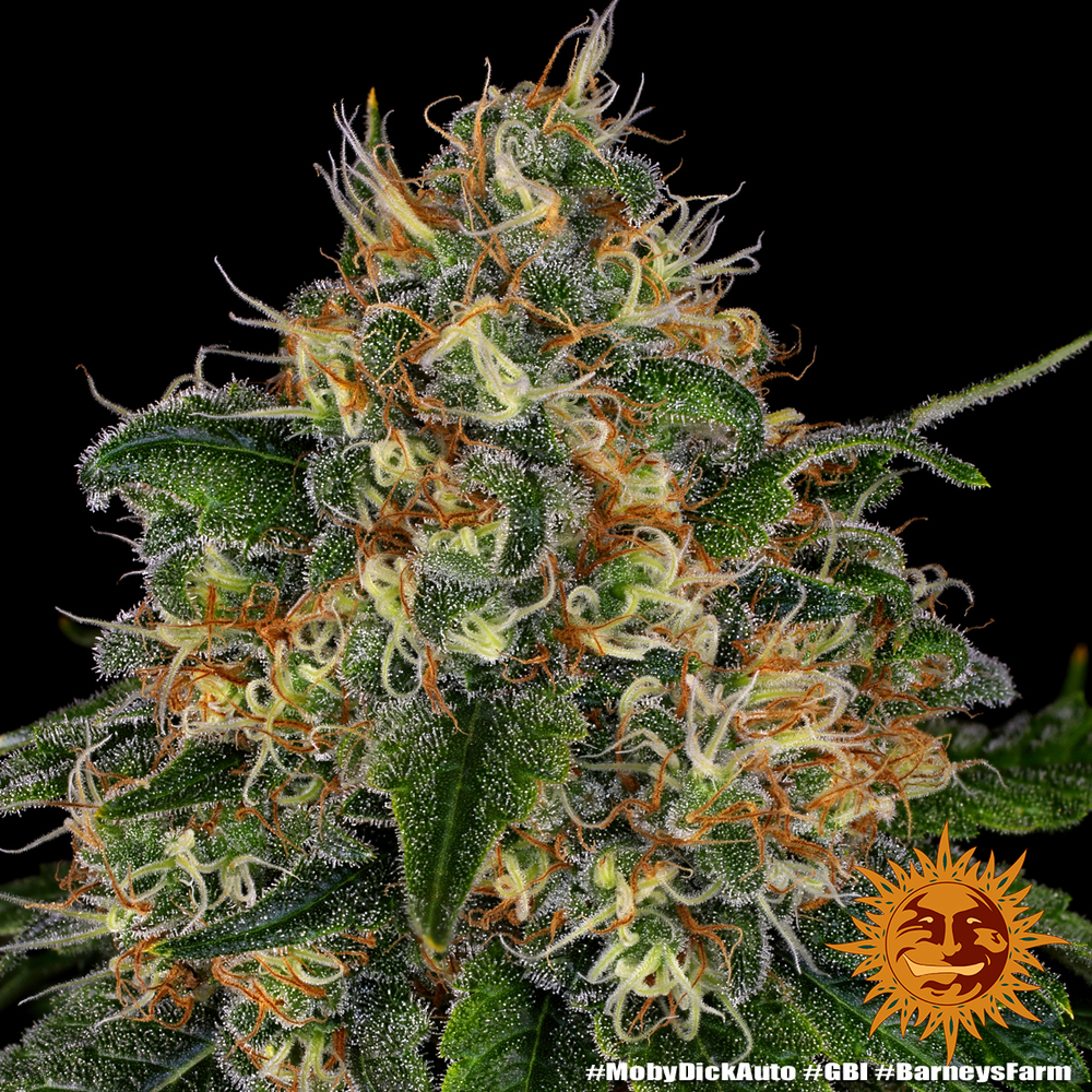 Moby Dick Auto Autoflower Barney's Farm