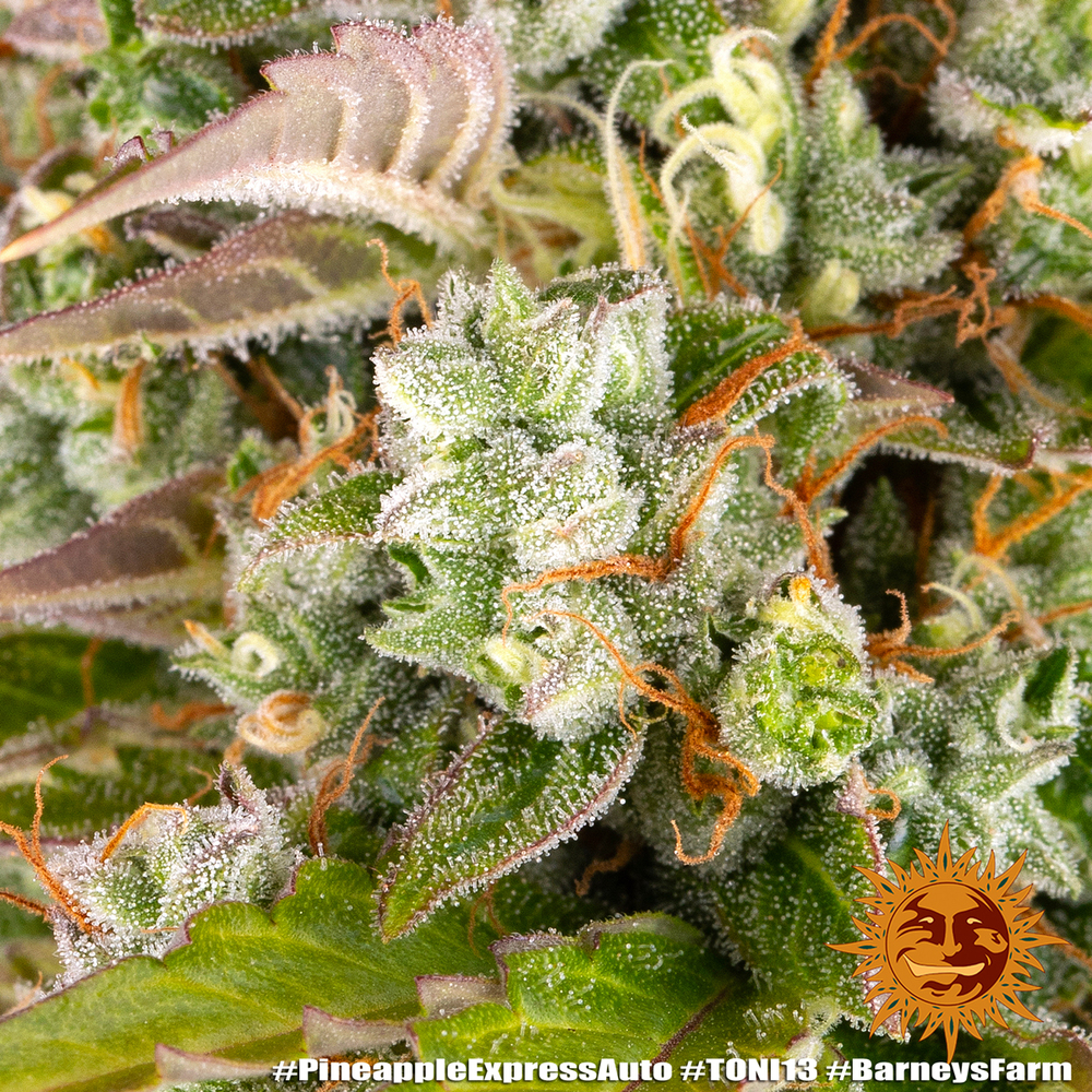 Pineapple Express Auto Autoflower Barney's Farm