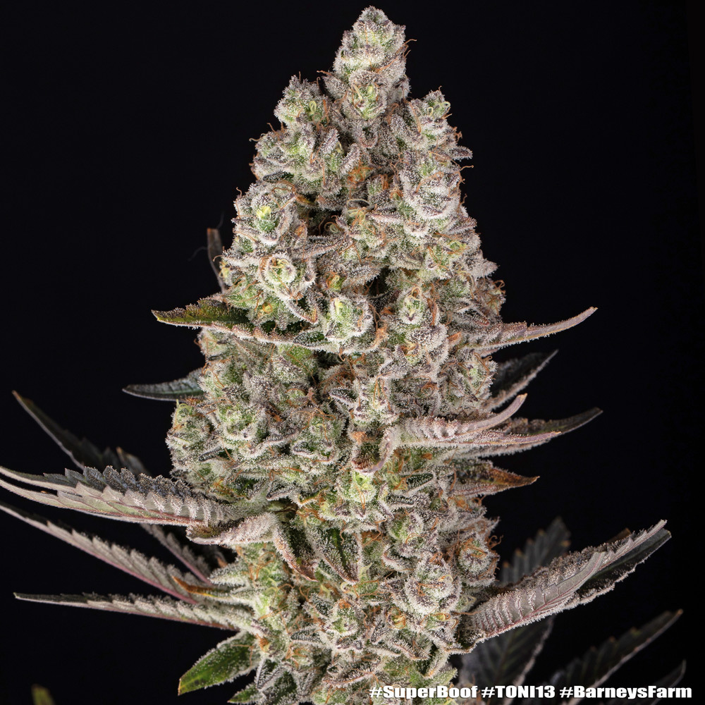 Super Boof Feminised Barney's Farm