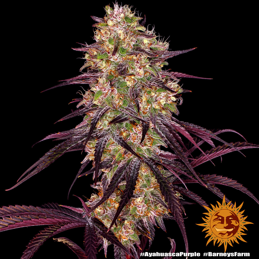 Ayahuasca Purple Feminised Barney's Farm