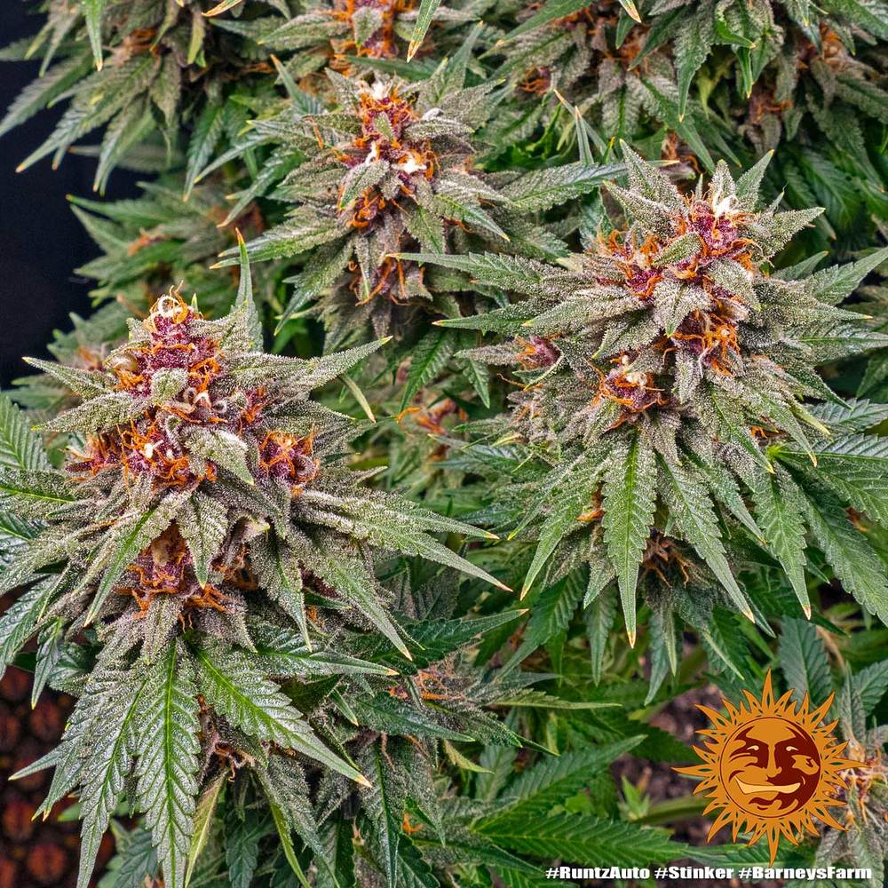 Runtz Auto Autoflower Barney's Farm