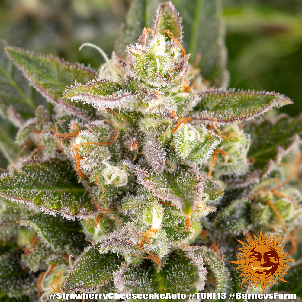 Strawberry Cheesecake Auto Autoflower Barney's Farm