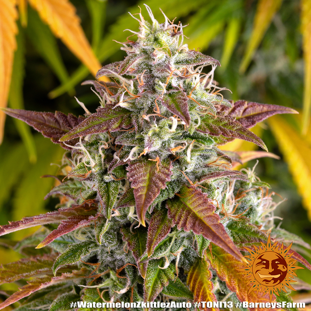 Watermelon Z Auto Autoflower Barney's Farm