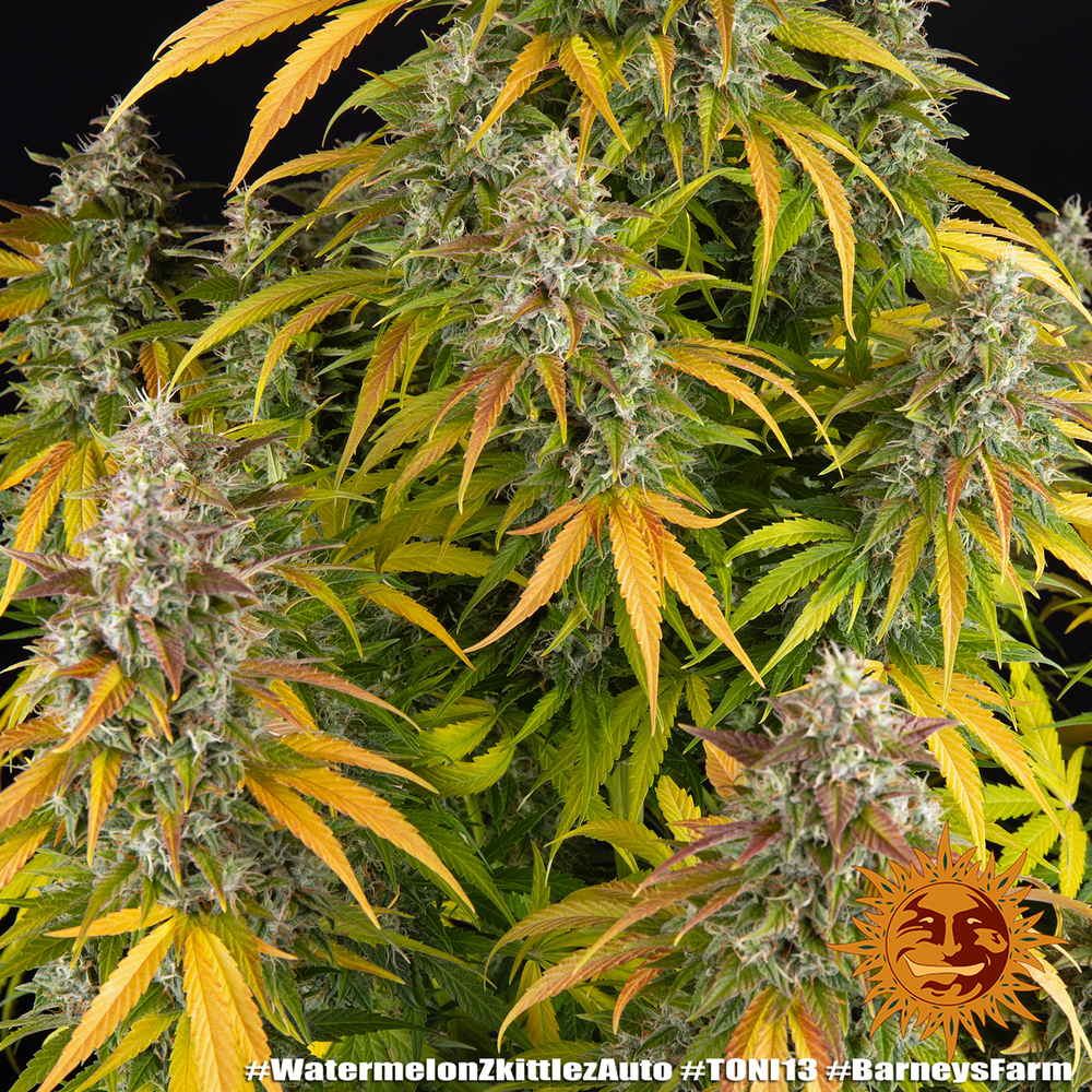 Watermelon Z Auto Autoflower Barney's Farm