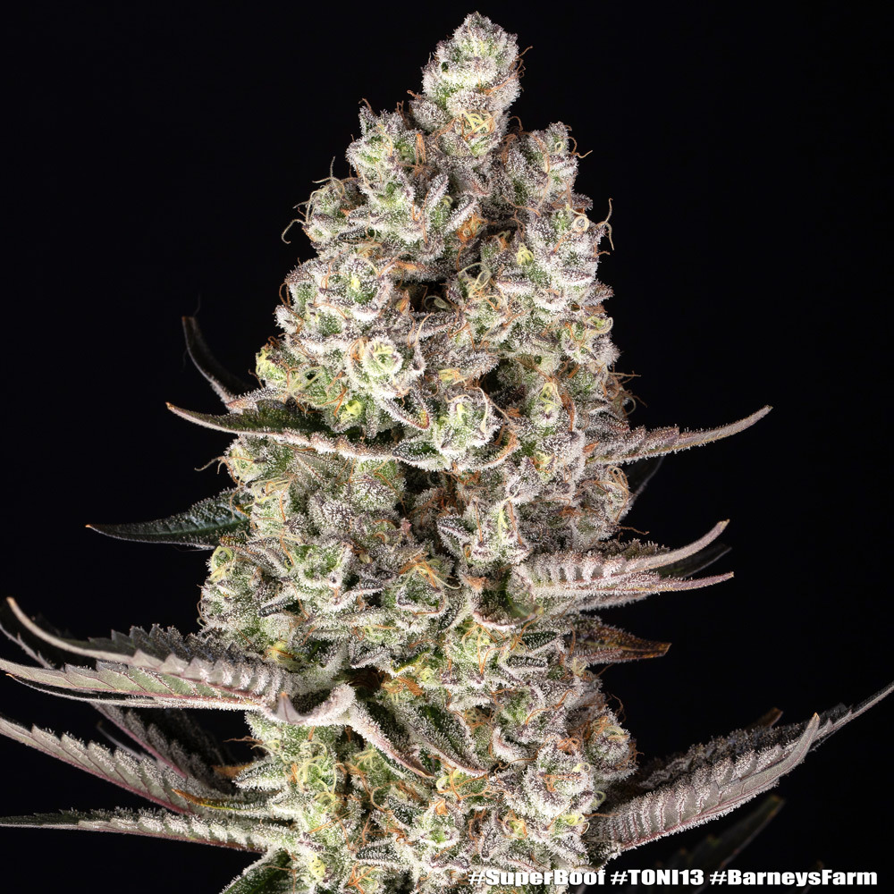 Super Boof Feminised Barney's Farm