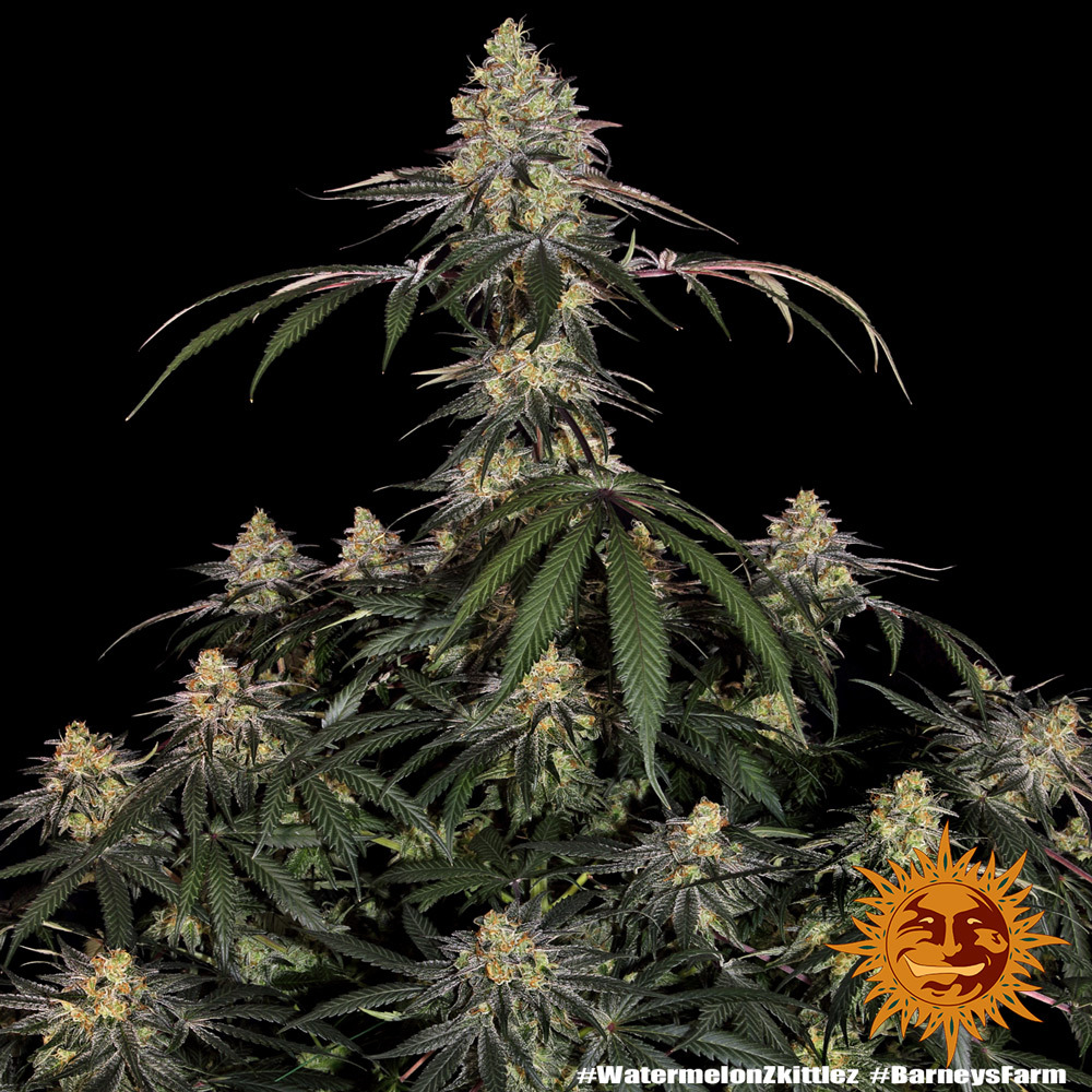Watermelon Z Feminised Barney's Farm