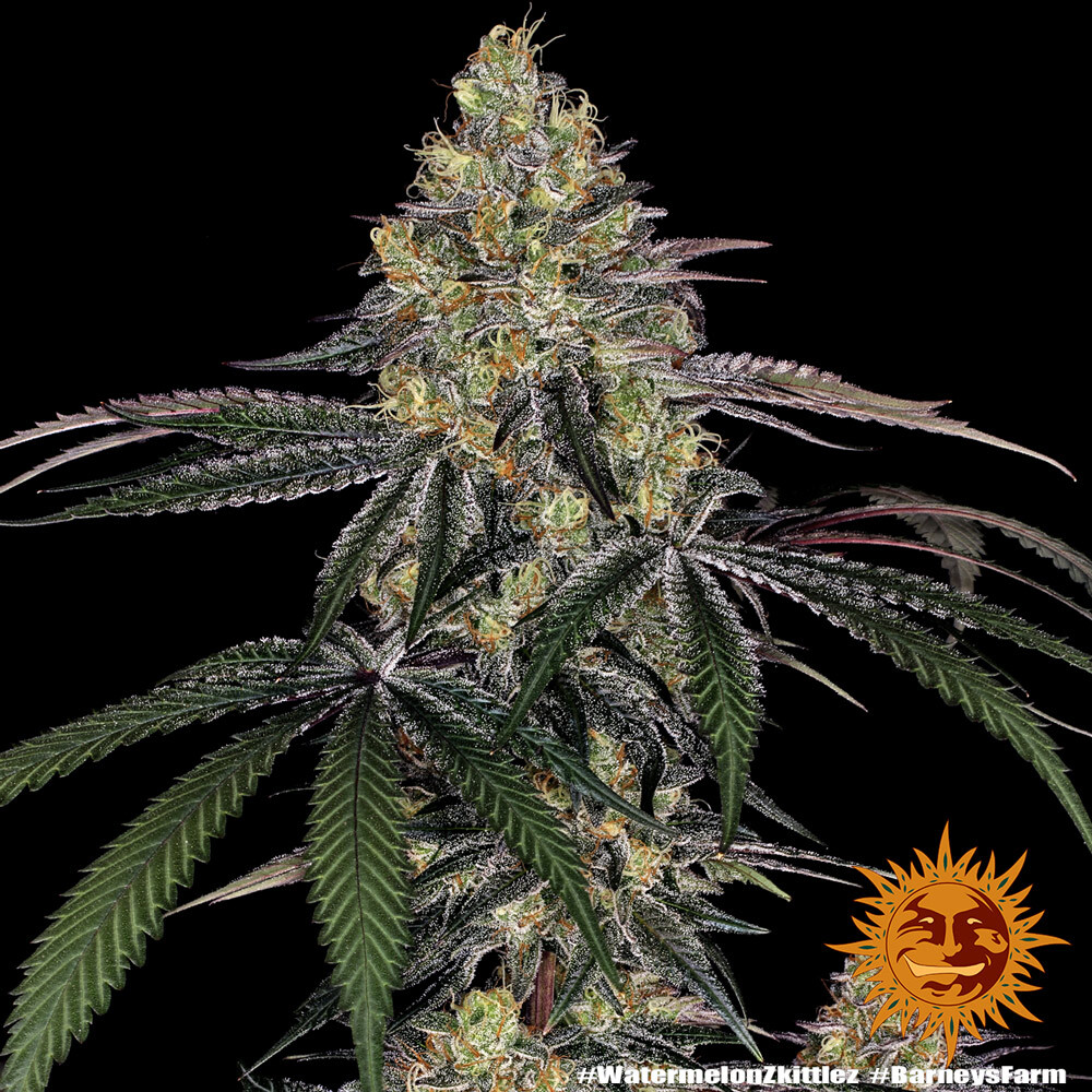 Watermelon Z Feminised Barney's Farm