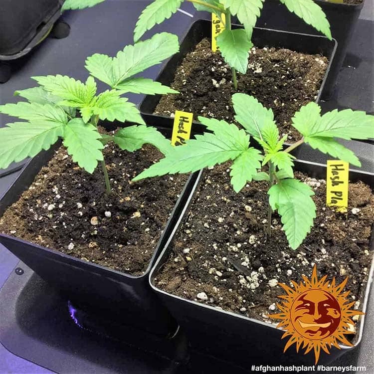 Afghan Hash Plant Regular Barney's Farm