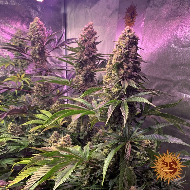 Tropicanna Banana Feminised Barney's Farm