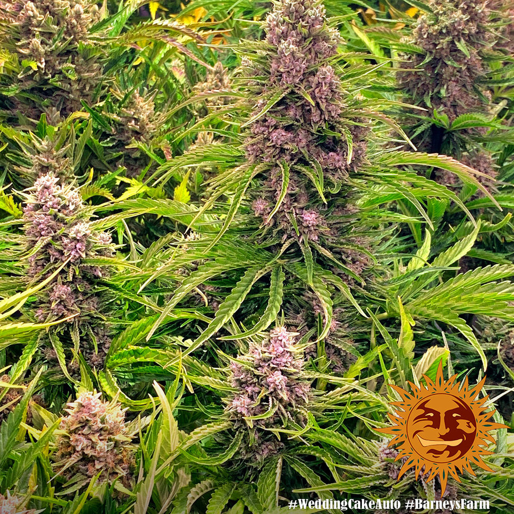Wedding Cake Auto Autoflower Barney's Farm