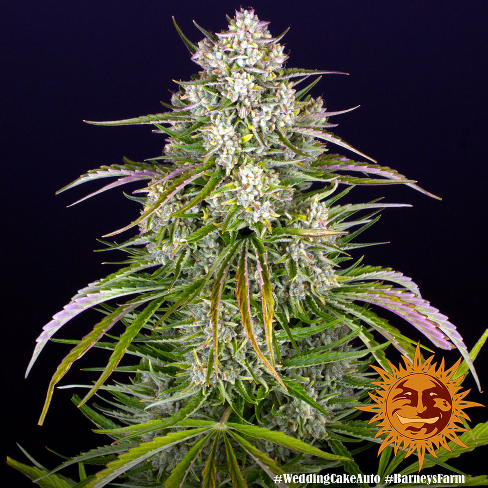 Wedding Cake Auto Autoflower Barney's Farm