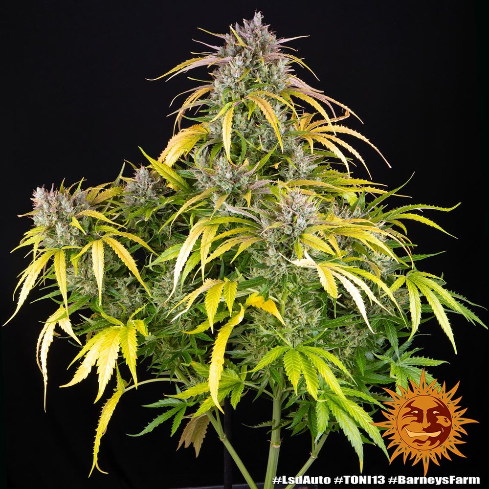 LSD Auto Autoflower Barney's Farm