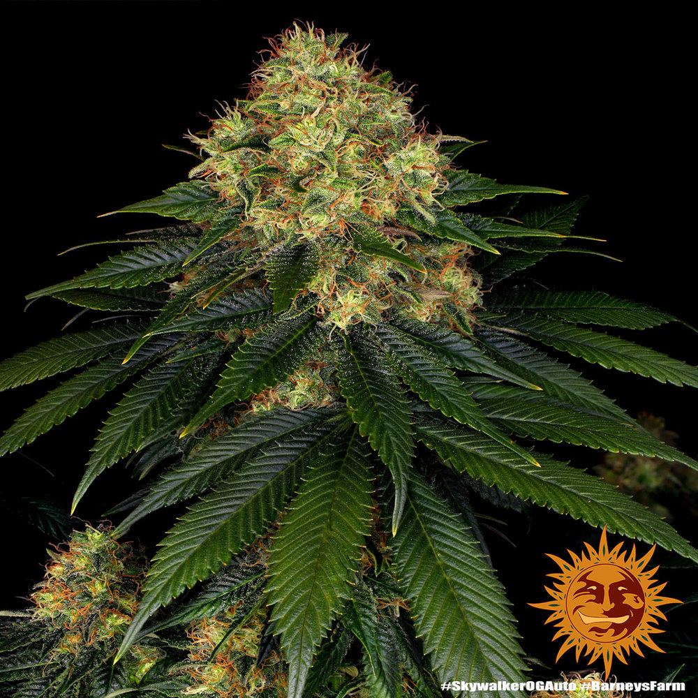 Skywalker OG Auto Autoflower Barney's Farm