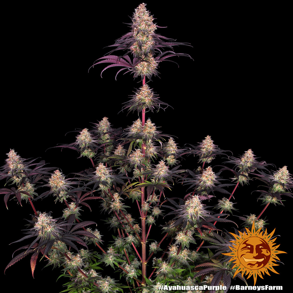 Ayahuasca Purple Feminised Barney's Farm