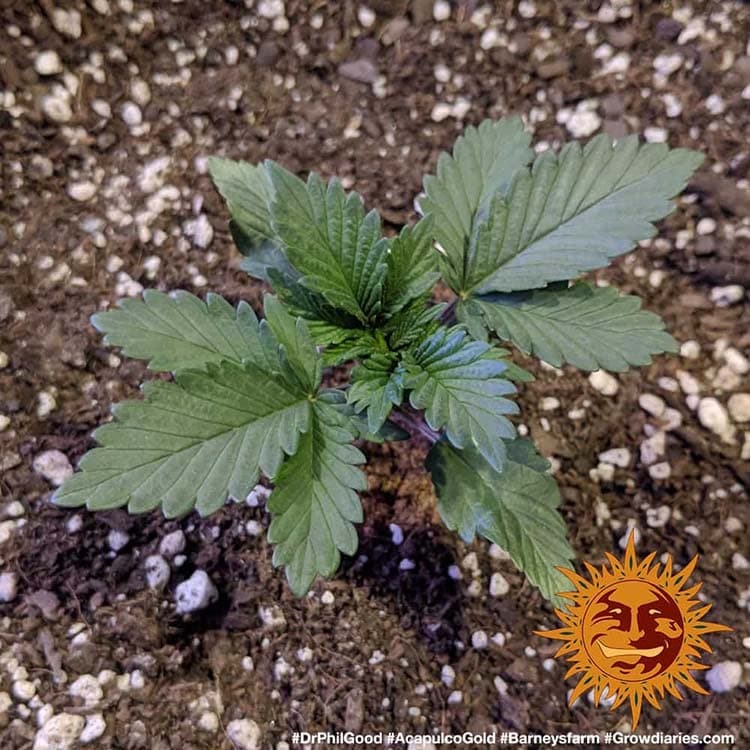 Acapulco Gold Feminised Barney's Farm