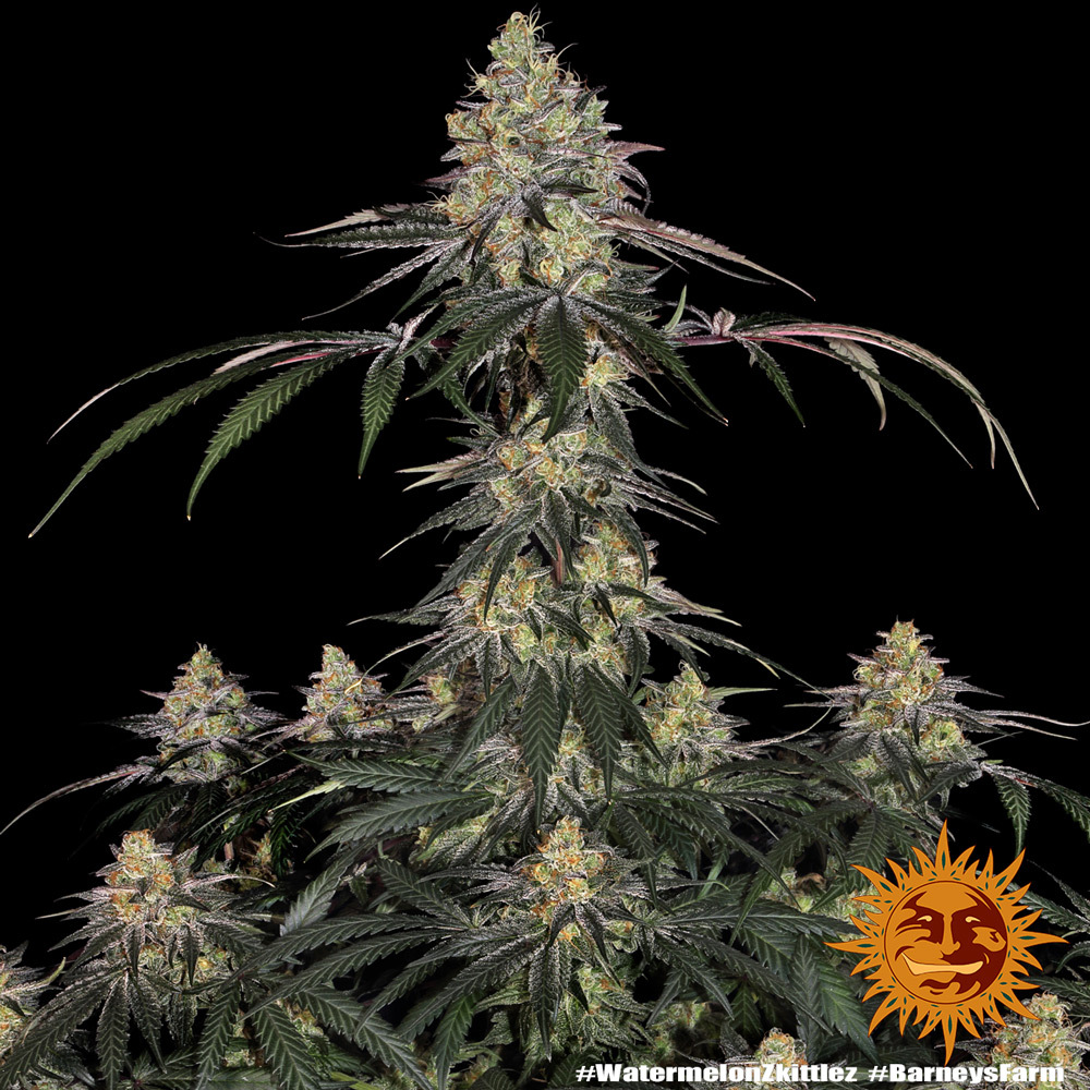 Watermelon Z Feminised Barney's Farm