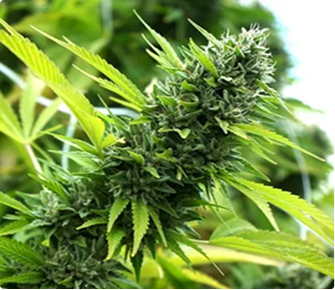  Humboldt Seed Company