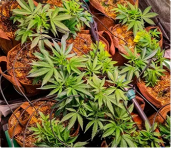  Humboldt Seed Company-2